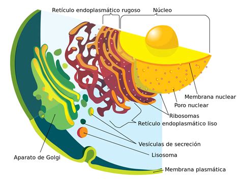 Appareil de Golgi fonction caractéristiques et leur importance dans