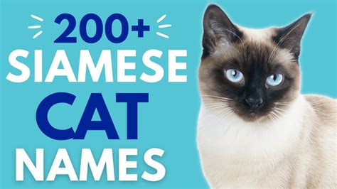 200 Awesome Siamese Cat Names Unisex Unique Thai Boy And Girl Cat