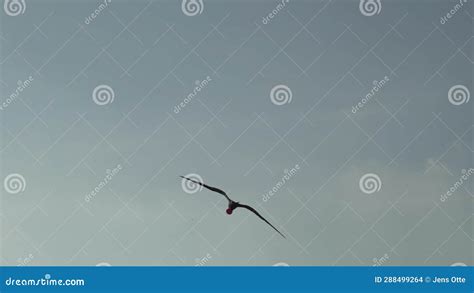 Magnificent Frigatebird Fregata Magnificens A Big Black Sea Bird With