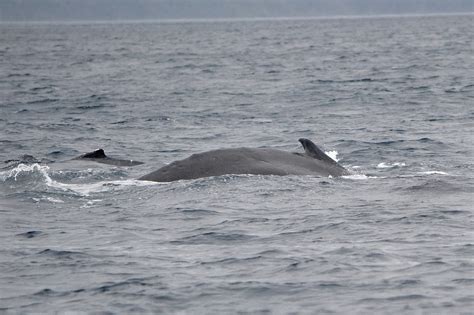 Birding In Japan Whale Watching In Amami