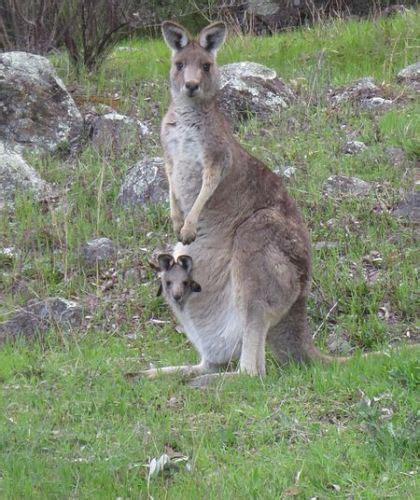 Difference Between Monotremes and Marsupials | Definition, Facts, Characteristics, Similarities ...