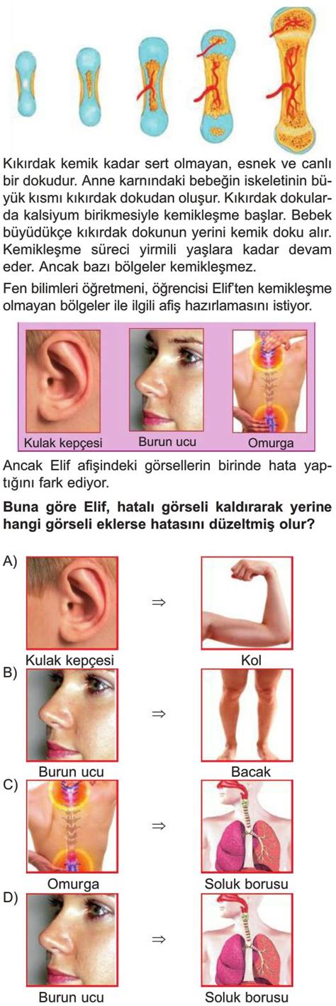 Vücudumuzdaki Sistemler Test Çöz 6 Sınıf Fen Bilimleri