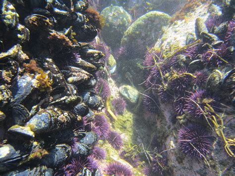 Laguna Beach Tide Pools South Orange County Ca 009