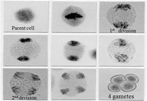 Stages Of Meiosis Microscope