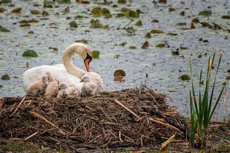 Mute swan and cygnets | Notes from the Woods - Wildlife Photography