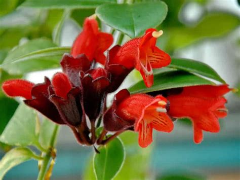 lipstick plant care  growing guide