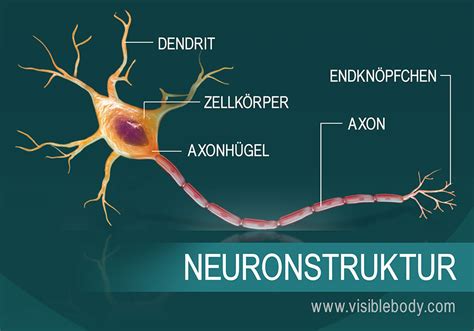 Know The Structure Of A Neuron