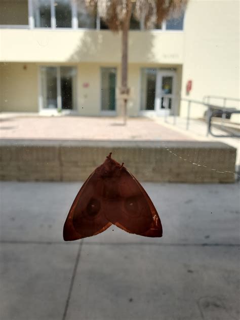 Io Moth From Eckerd College On August 10 2023 At 04 12 PM By Ar Rhodes