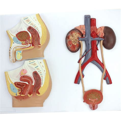 Buy Male And Female Genitourinary System Human Anatomy Bladder