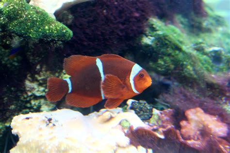 Nemo Touched The Butt Findingnemo Clownfish Underwater Flickr