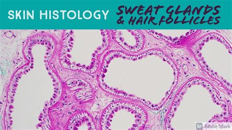 Sudoriferous Glands Histology