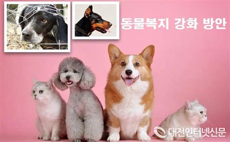 동물복지 강화 방안 불법적인 반려동물 영업 근절 등 사전예방적 정책 확대 및 사후 보호조치 실질화