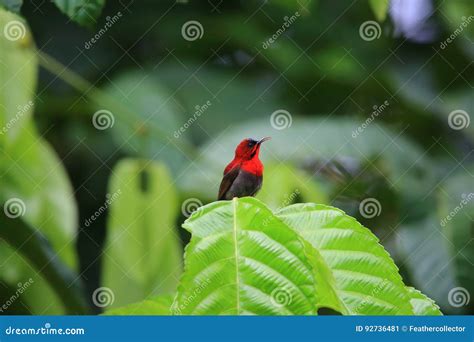 Crimson Sunbird Stock Image Image Of Animal Aceh Wildlife 92736481