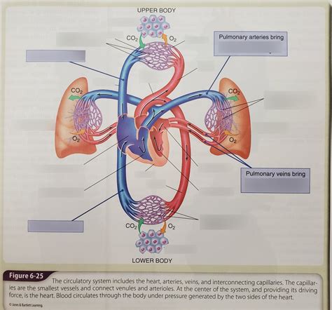 Circulatory System Diagram Quizlet