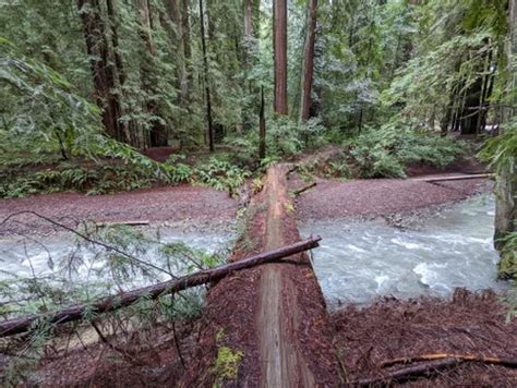 Best 10 Hikes and Trails in Humboldt Redwoods State Park | AllTrails