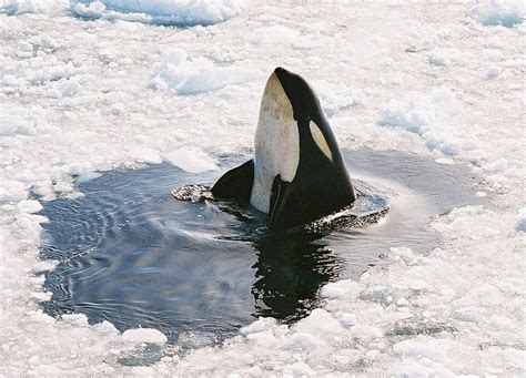 Picture 5 of 11 - Killer Whale (Orcinus Orca) Pictures & Images ...