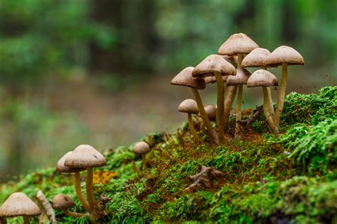 Mushrooms False Honey Fungus On A Stump In A Beautiful The Optimist