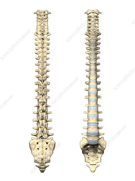 spinal column illustration stock image  science photo