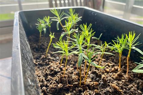 C Mo Germinar Semillas De Pepino Huerto En Casa