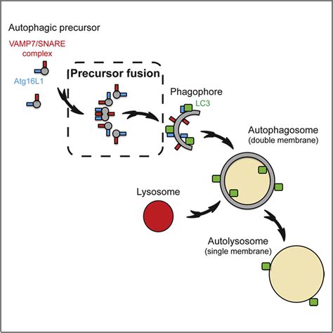 Autophagosome Precursor Maturation Requires Homotypic Fusion Cell