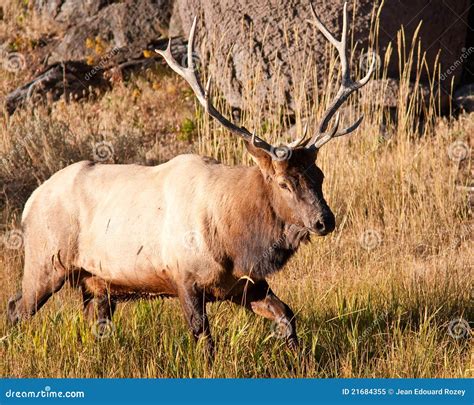 Bull Elk Stock Image Image Of Bull Game Nature Animal 21684355