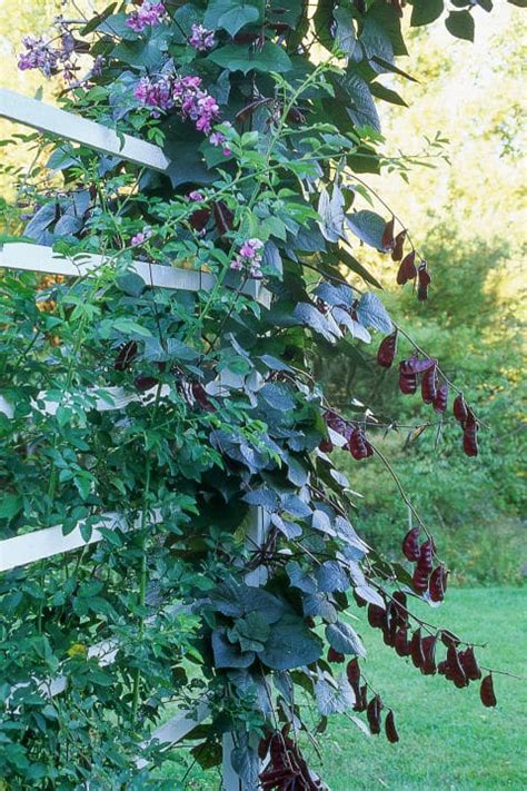 10 Fast Climbing Flowering Vines For Your Garden