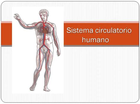 Ppt Sistema Circulatorio Humano Powerpoint Presentation Free