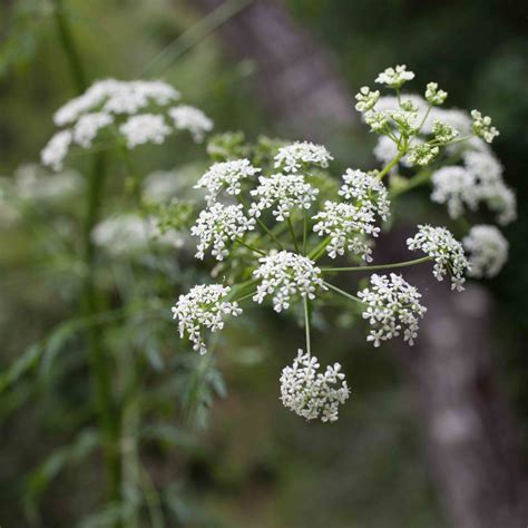 Apiaceae – Woodland – MonFlora