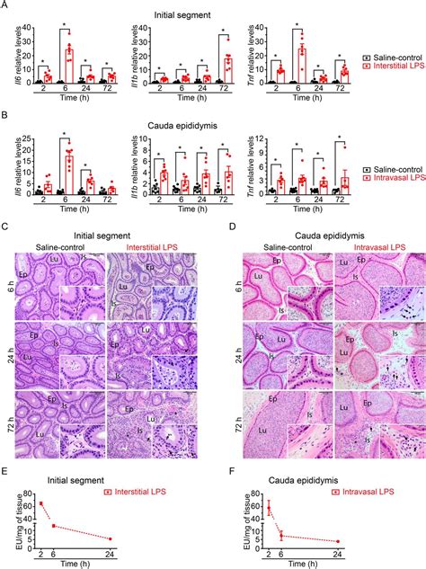 Lipopolysaccharide Induced Epididymitis Modifies The Transcriptional