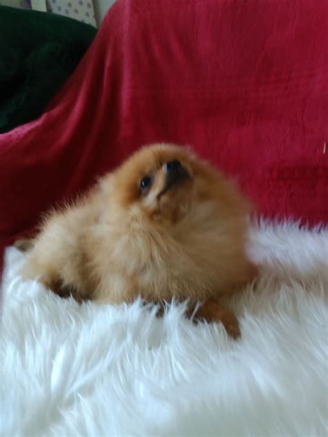 Szpic miniaturowy pomeranian suczka Czernichów OLX pl