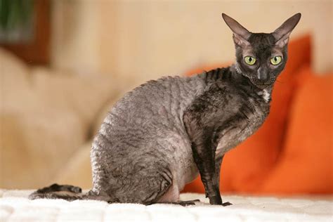 Cornish Rex Cat Breed Info Pictures Care Traits And Facts Hepper