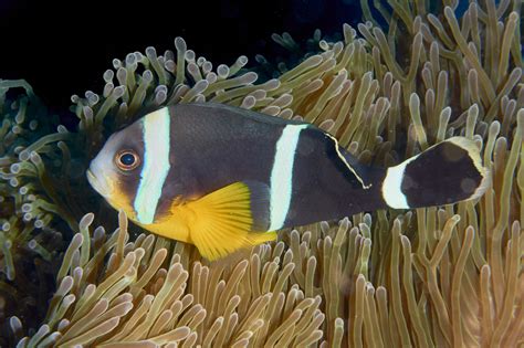 Pez Payaso De Mauricio Amphiprion Inaturalist