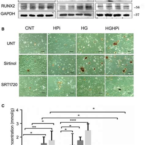 Schematic Diagram Of Sirt1 Within A Signaling Pathway Through Which Download Scientific Diagram