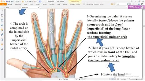 Hand Surface Anatomy Diagram