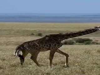 Une girafe donne naissance à un bébé à Maasai Videos Humour