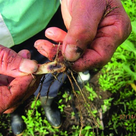 K Is Atta Mexicana Presente En Planta De Ma Z En La Comunidad De