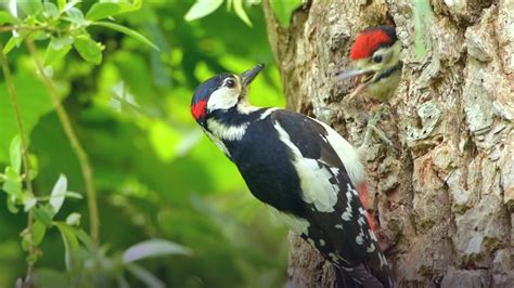 Grote Bonte Specht Voert Jong Zelf Geschoten Vroege Vogels Bnnvara