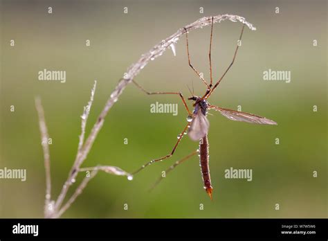 Crane Fly Daddy Long Legs Tipula Paludosa Female Resting On Grass