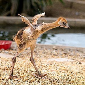 Grey crowned crane Facts for Kids