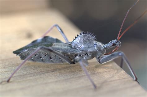 Wheel Bug Sting Driverlayer Search Engine