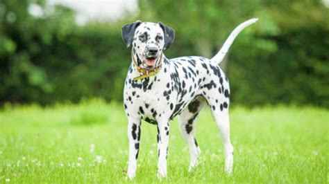 Dalmatian Training Guide | Our Deer