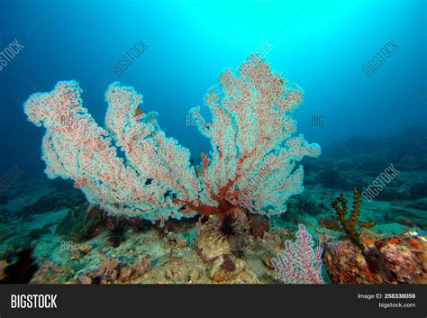 colorful coral coral image photo  trial bigstock