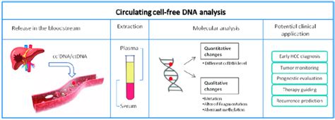 Cell Free Dna Cfdna Introduction Properties Applications Sciencevivid