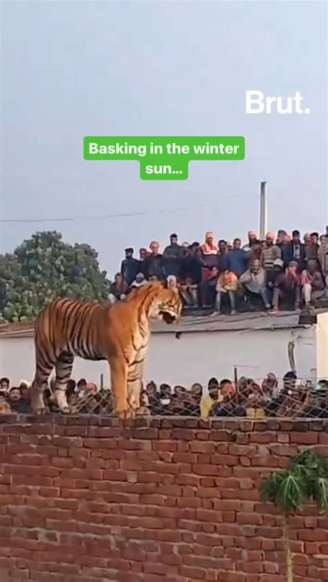 Tiger Appears In A Up Village In Pilibhit Widescale Deforestation Has