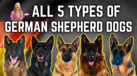 The 5 German Shepherd Breed Types Simply Explained Youtube