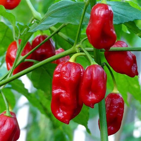 Naga Viper Pepper Seeds Pepper Naga Viper Seeds Shopee Philippines