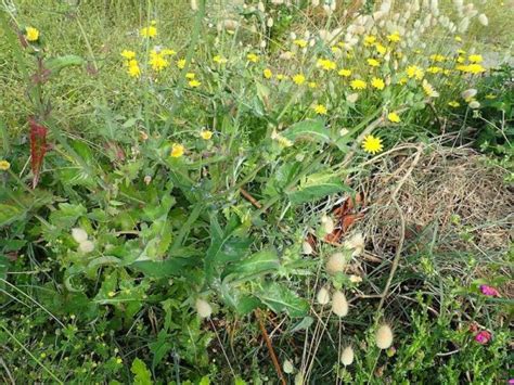 Weeds With Yellow Flowers In Australia Identification Guide