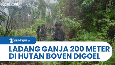 TNI Temukan Ladang Ganja Seluas 200 Meter Persegi Di Hutan Boven Digoel