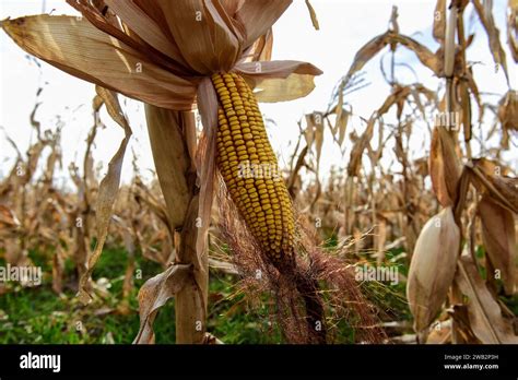 Corn Cob Growing On Plant Ready To Harvest Argentine Countryside