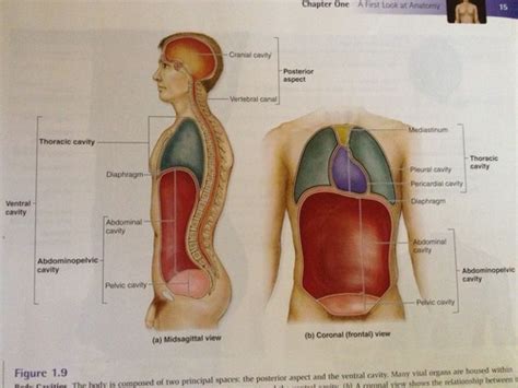 Weber Health Assessment Ch 23 Abdomen Flashcards Quizlet